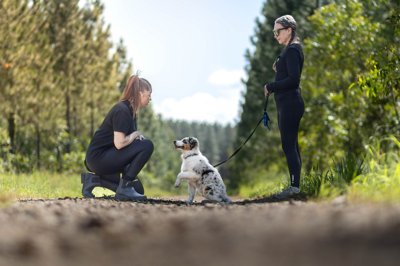 Private Dog Training in North Brisbane